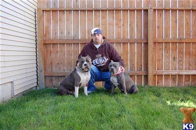 Dogs for Sale in ID